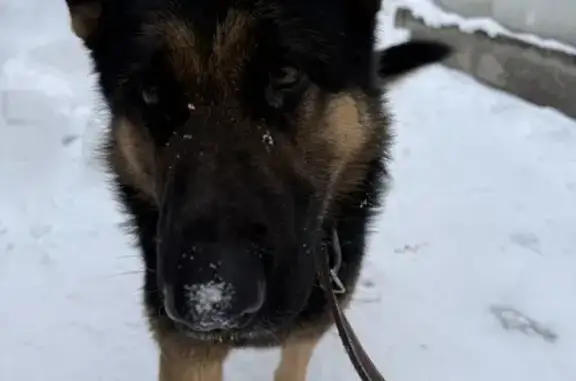 Найдена собака, Раздоры, фото: Овчарка найдена в Раздорах, МО