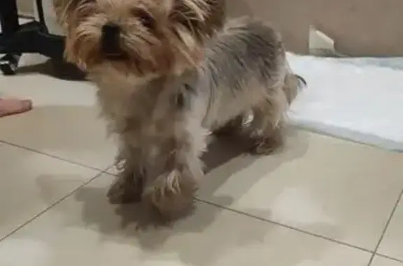 Найдена собака, Палкино, фото: Найдена собака, Палкино, Тверская обл.