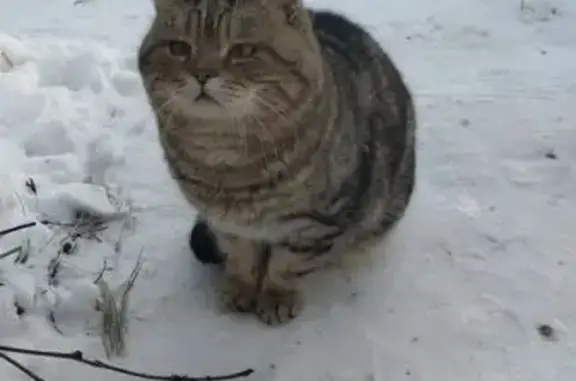 Найдена кошка, Никульское, фото: Кошка найдена: Центральная ул., 38, Никульское