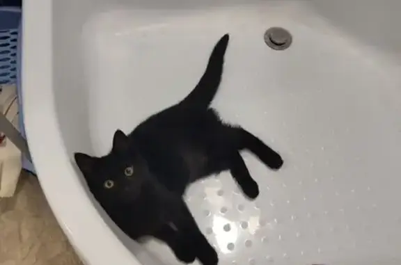 Кошка пропала, Заброды, Воронежская обл. - photo