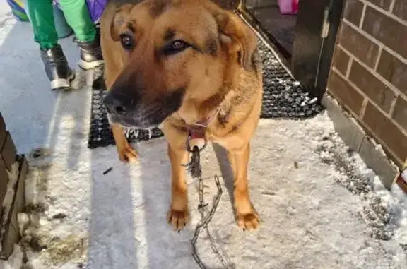 Найдена собака, Обнинск, фото: Собака найдена: Обнинск, Курчатова 27