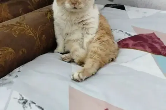 Пропал кот Рыжик в селе Малое Гагарино - photo