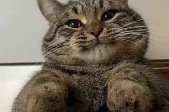 Пропала кошка, Изыскательская 175, Самара - photo