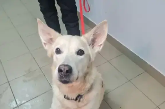 Найдена собака, Лосино-Петровский, фото: Собака найдена в Лосино-Петровском