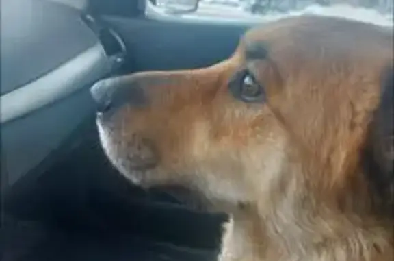 Найдена собака, Пыхчево, фото: Собака найдена: Киселёвская ул, 2к10