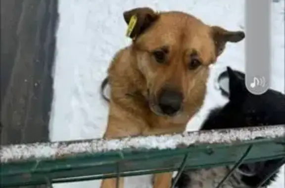 Рыжая собака найдена: Быстрецкая ул., Рязань - photo