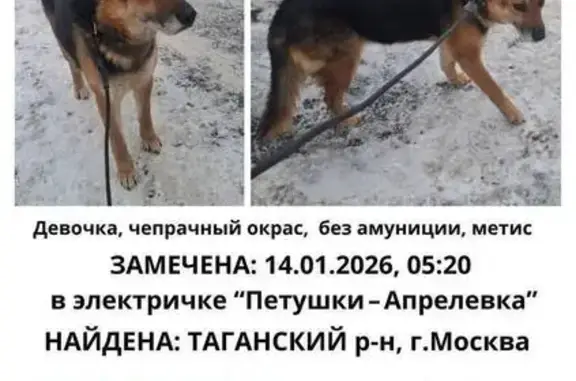 Найдена собака, Москва, фото: Собака найдена: Таганский р-н, Москва