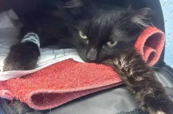 Найдена кошка, Новосибирск, фото: Кошка найдена на Выборной 89/8, Новосибирск