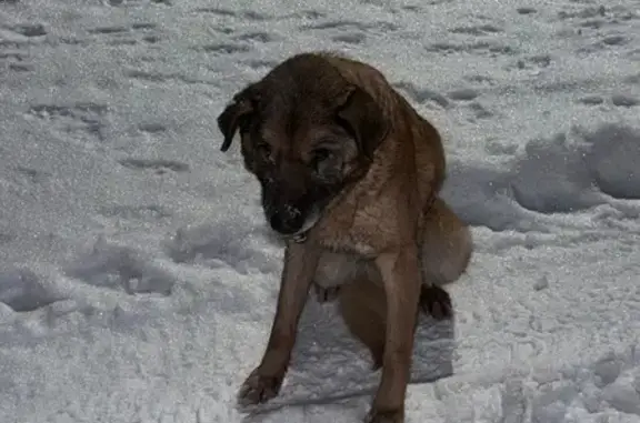 Объявления о пропавших и найденных животных, Никольское, фото: Найдена собака: Старое Домкино, Никольское