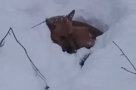 Найдена собака, Зеленоград, фото: Зеленоград, 20 мкр: найдена собака, ищем дом