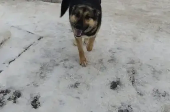 Пропала собака, Жаворонки - photo