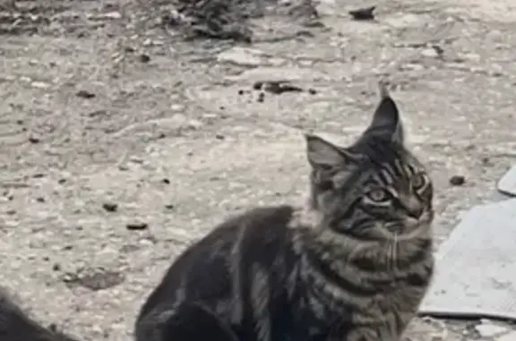 Пропала кошка в Подкумке, Ставрополье - photo