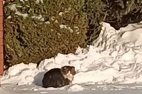 Найдена кошка, Гурьевск, фото: Кошка найдена на Светлой, 10, Гурьевск
