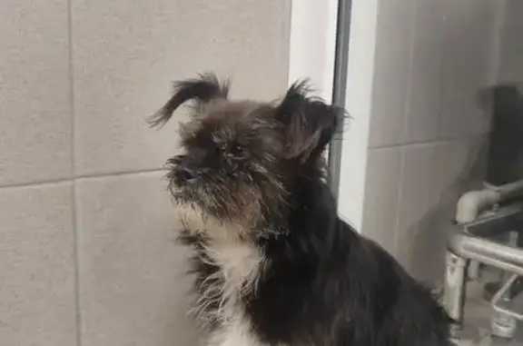 Найдена собака, Барнаул, фото: Найдена собака, Барнаул, ул. Алексеевой, 76