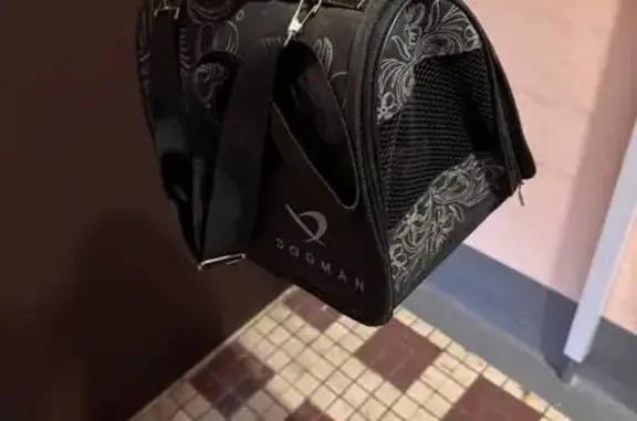 Найдена кошка, Москва, фото: Кот найден: Россошанский проезд, д. 5к1