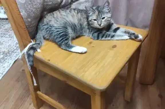 Объявления о пропавших и найденных животных, Шумерля, фото: Пропала кошка, Октябрьская 86, Шумерля