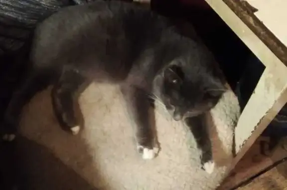 Пропала кошка Серый, Малино, МО - photo