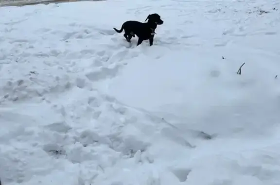 Найдена собака, ул. Подтёлкова, 33 - photo