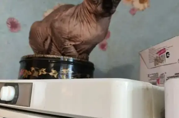 Найдена кошка, Никольское, фото: Кот найден: ул. Ударников, Никольское