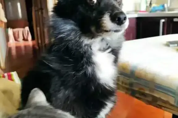 Собаки потеряшки, Санкт-Петербург, фото: Потеряшка собака на Будапештской, СПб