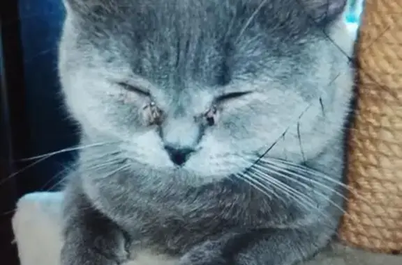 Пропала британская кошка, ул. Красной Звезды, Чита - photo