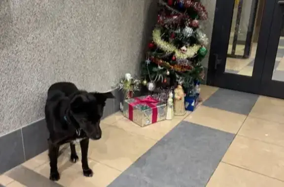 Найдена собака, Кемерово, фото: Собака на Ленинградском пр., 55 к1, Кемерово