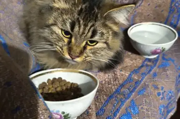 Найдена кошка, Саратов, фото: Кошка найдена: 4-й Железнодорожный, 19