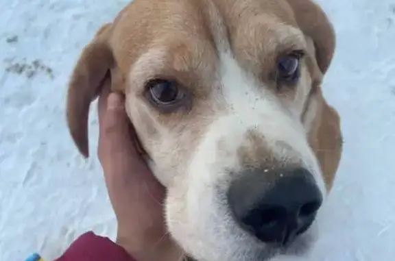 Найдена собака, Павлово-Посадский городской округ, фото: Найдена собака в парке Фатеево, МО
