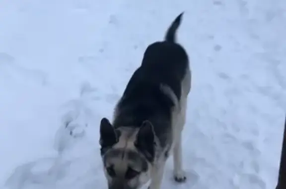 Найдена собака, Майкоп, фото: Собака найдена: Шоссейная ул., Майкоп