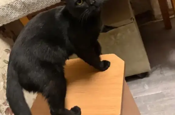 Найдена кошка, Чебоксары, фото: Кот найден: ул. Патриса Лумумбы, 14 к2