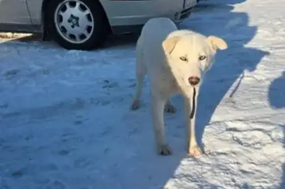 Найдена собака, Прибрежное, фото: Собака найдена: Прибрежное, Калининградская область