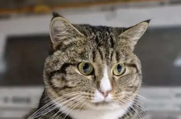 Пропал кот, 2-й Тёплый проезд, 22 - photo