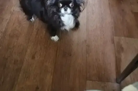 Пропала собака на Тимуровской, 4 к1 - photo