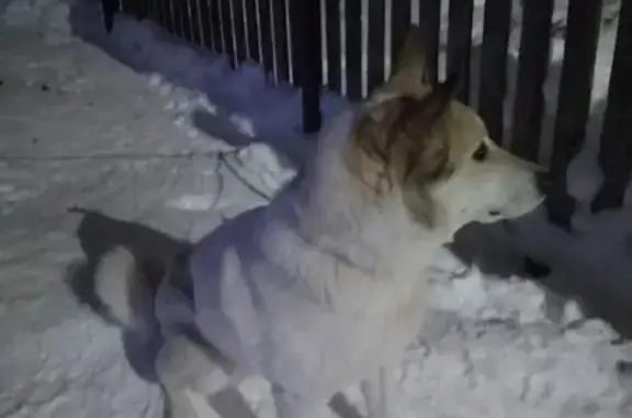 Пропала лайка, Гамы, Пермский край - photo