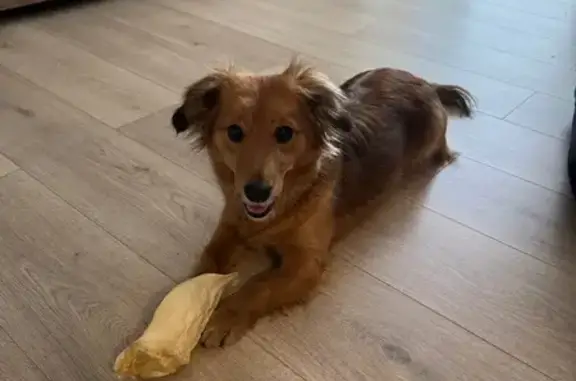 Найденные животные Екатеринбург, фото: Собака найдена: Татищева 47А, Екатеринбург