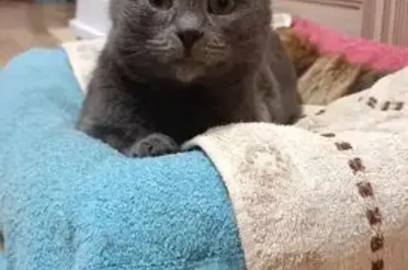 Найдена кошка, Чебоксары, фото: Кошка найдена: ул. Ахазова, Чебоксары