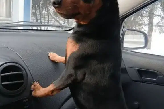 Найденные животные Осиново, фото: Найдена собака, Осиново, Татарстан