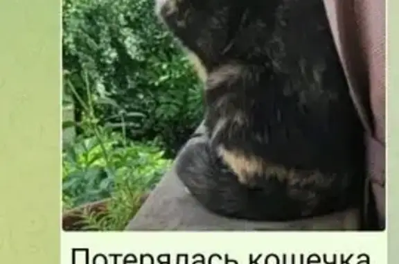 Пропала кошка, Целинная ул., Абакан - photo