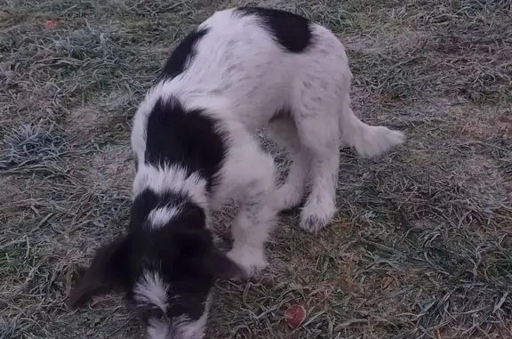 Пропала собака на Спасской, 2, Емельяново - photo