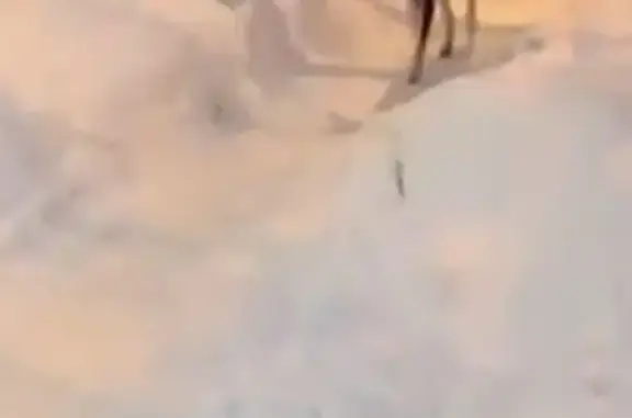 Найдена собака, Домодедово, фото: Собака найдена: Домодедово, Центр. ул. 27