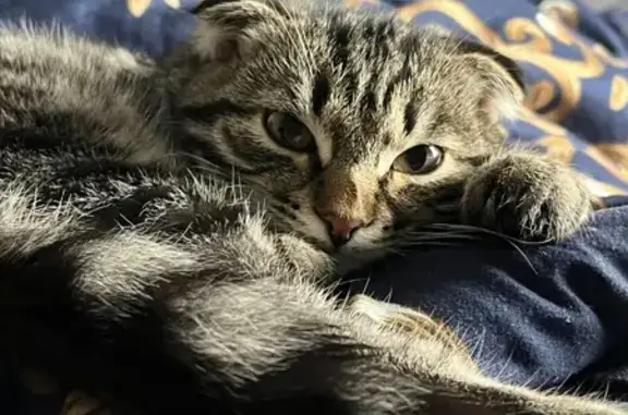 Пропала кошка, ул. Красной Делегатки 23 - photo