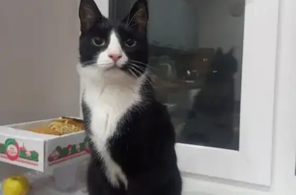 Пропала кошка, ул. Бажова, Сургут - photo