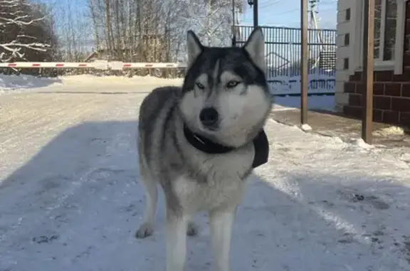 Найдена собака, Москва, фото: Хаски найден в Новом Гришино, МО
