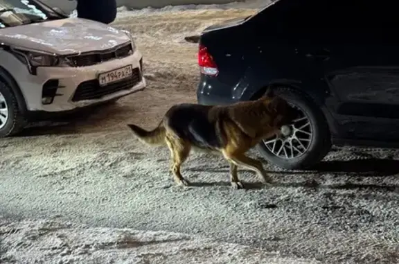 Найдена собака, Чебоксары, фото: Собака найдена на Солнечном бульваре, Чебоксары