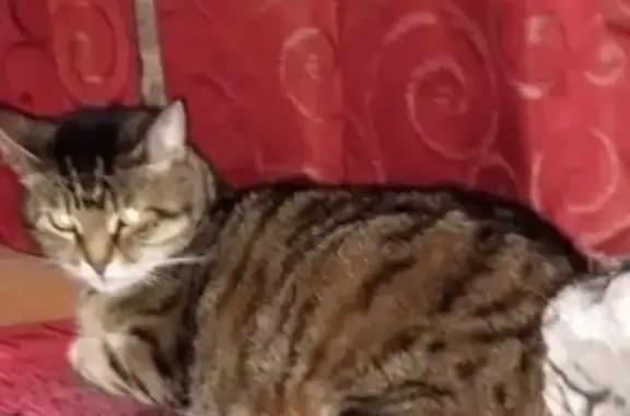 Пропала кошка у суда на Шевченко, Анапа - photo