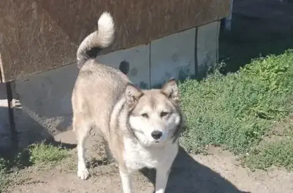 Пропала собака, Марковское поселение - photo