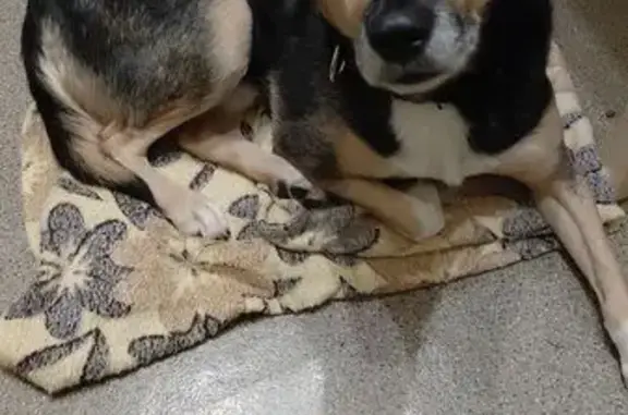 Найдена собака, Нижний Новгород, фото: Найдена собака, ул. Бекетова, 16, НН