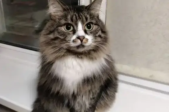 Пропала кошка, ул. Строителей, 15, Яр. - photo