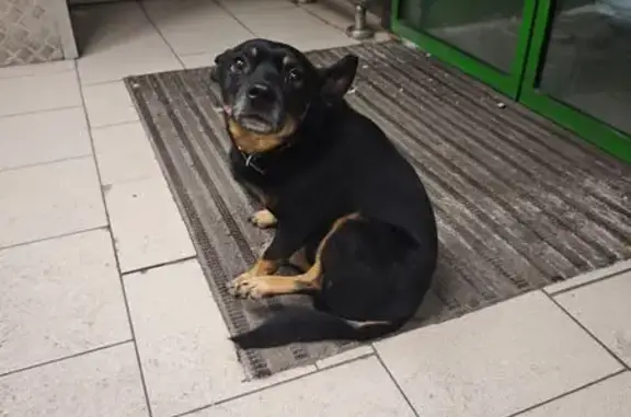 Найдена собака, Новокузнецк, фото: Собака найдена в магазине на Новобайдаевской 2/1