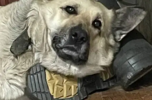 Пропала овчарка, Волховская ул., Новосибирск - photo